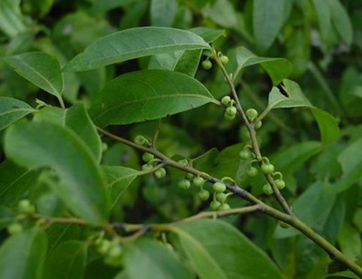 Litsea Cubeba oil 